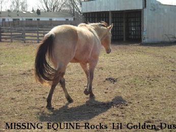 MISSING EQUINE Rocks Lil Golden Dust, REWARD Near Purcellville, VA, 20134